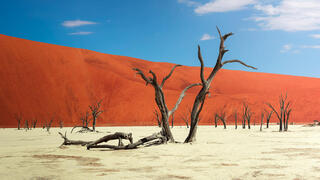 פוטו נופים יוצאי דופן נמיביה dead vlei, צילום: Shutterstock / Nick Fox