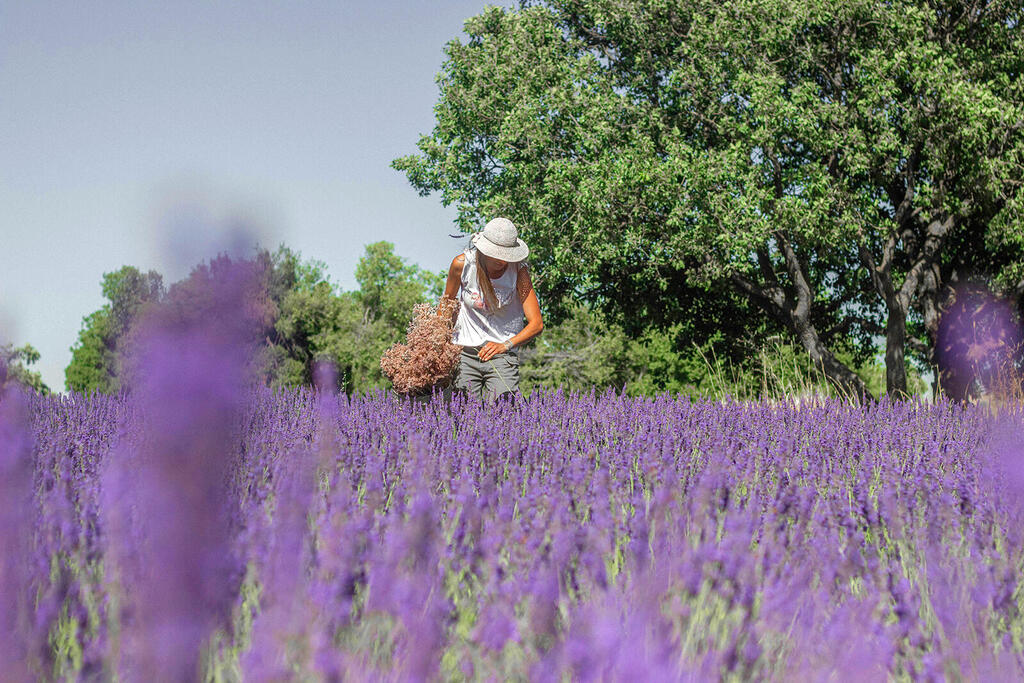 שדה פרחי לוונדר ב חוות שדה שב עין זיוון רמת הגולן פנאי