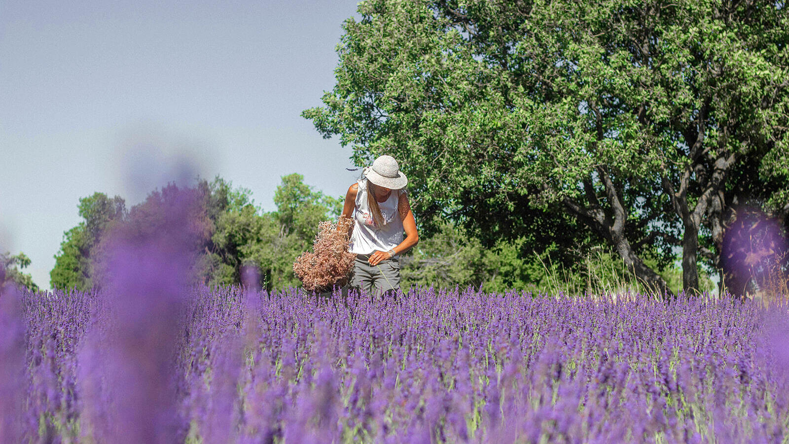 שדה פרחי לוונדר ב חוות שדה שב עין זיוון רמת הגולן פנאי