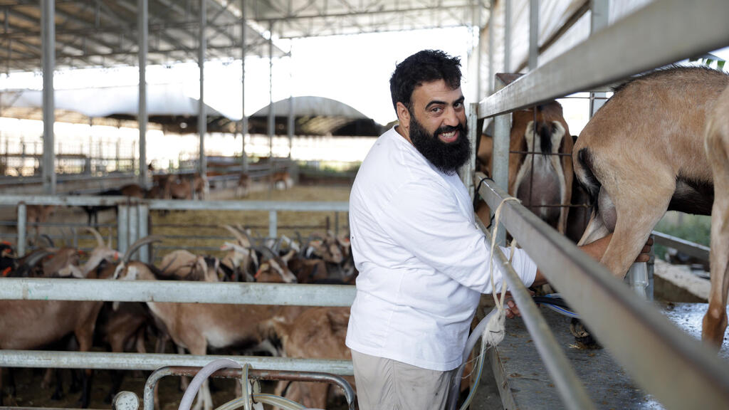 פנאי רון דוד מחלבה אחיטוב גבינה 3