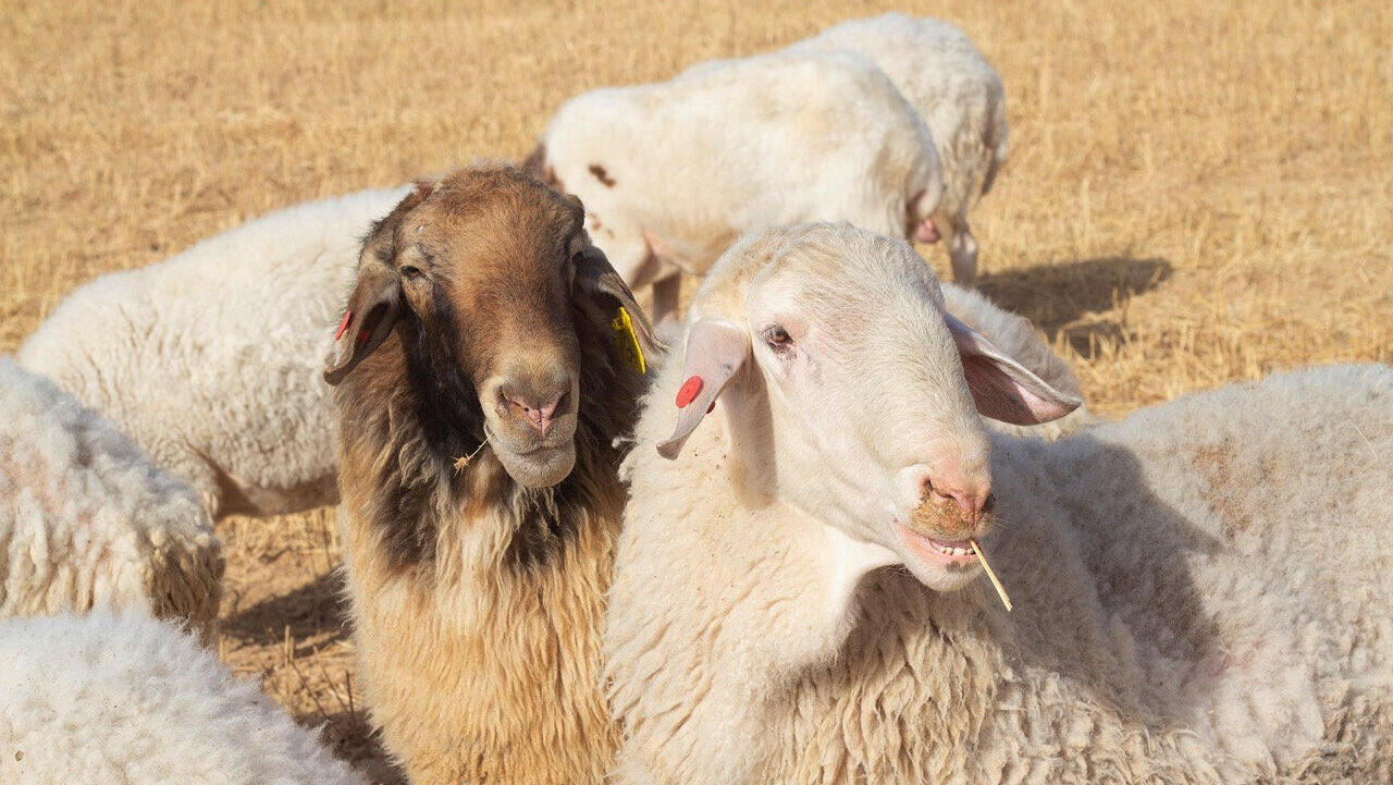 עזים בחווה וואדי עתיר בנגב