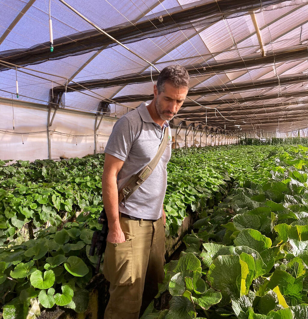 ערן פישר בחממת הווסאבי (לפני הפסקת האש בצפון). "בחקלאות מי שלא הולך קדימה, הולך אחורה. אתה חייב לעשות משהו מיוחד"
(צילום: נישי ווסאבי) ערן פישר בחממת ה ווסאבי פנאי