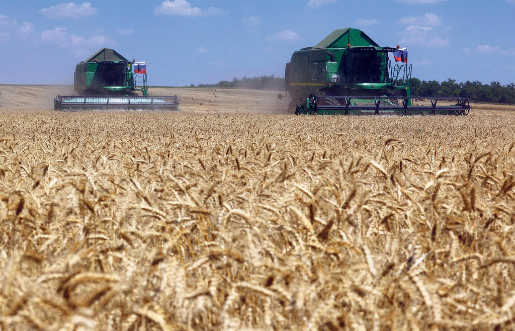 קציר חיטה במחוז דונצק ב אוקראינה