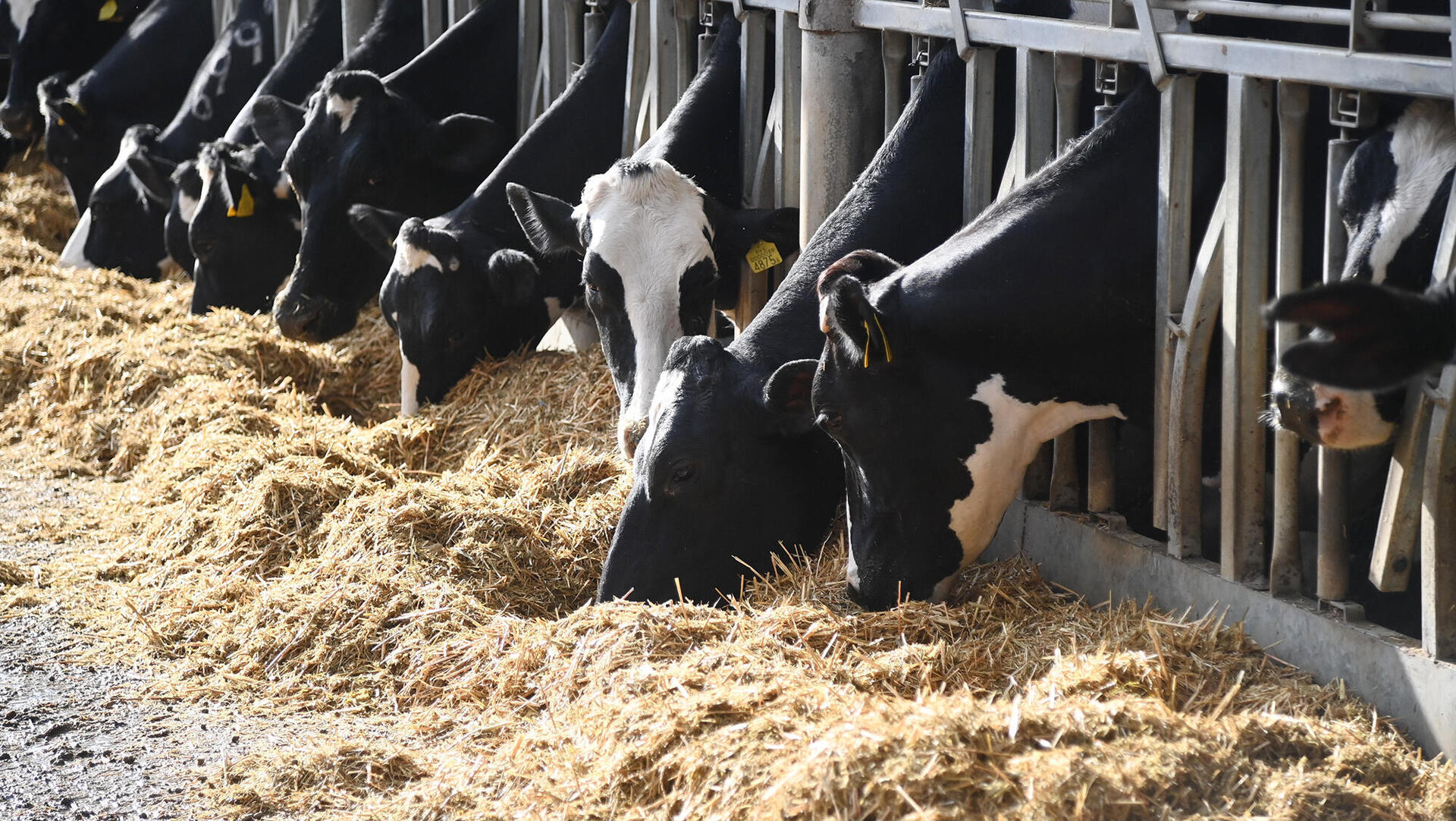 פרות ב רפת קיבוץ נחל עוז