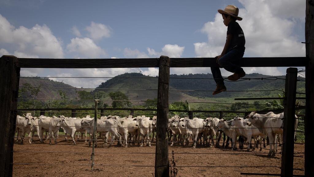 חוות בקר בברזיל (צילום: בלומברג) חווה חוות בקר פרות בשר בקר ב ברזיל