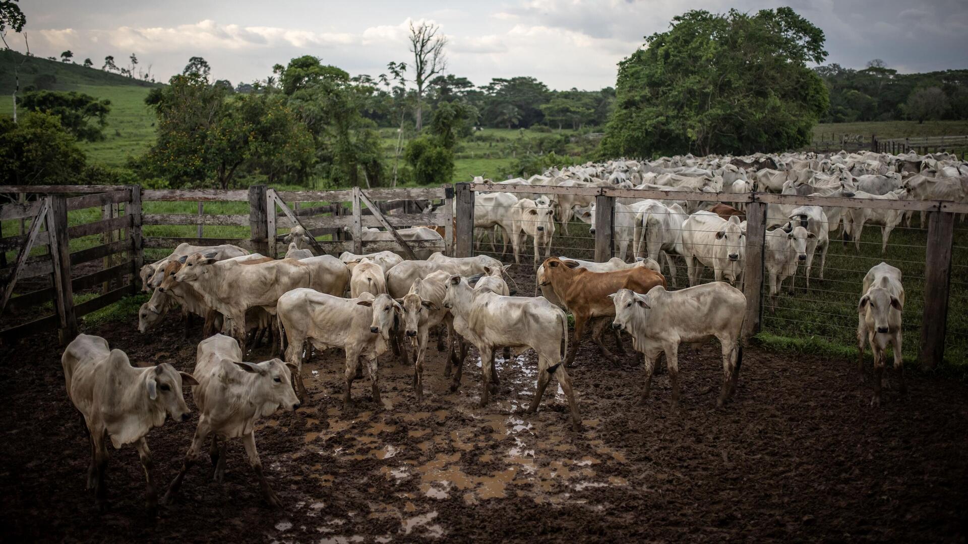 חוות בקר פרות בשר בקר ב ברזיל