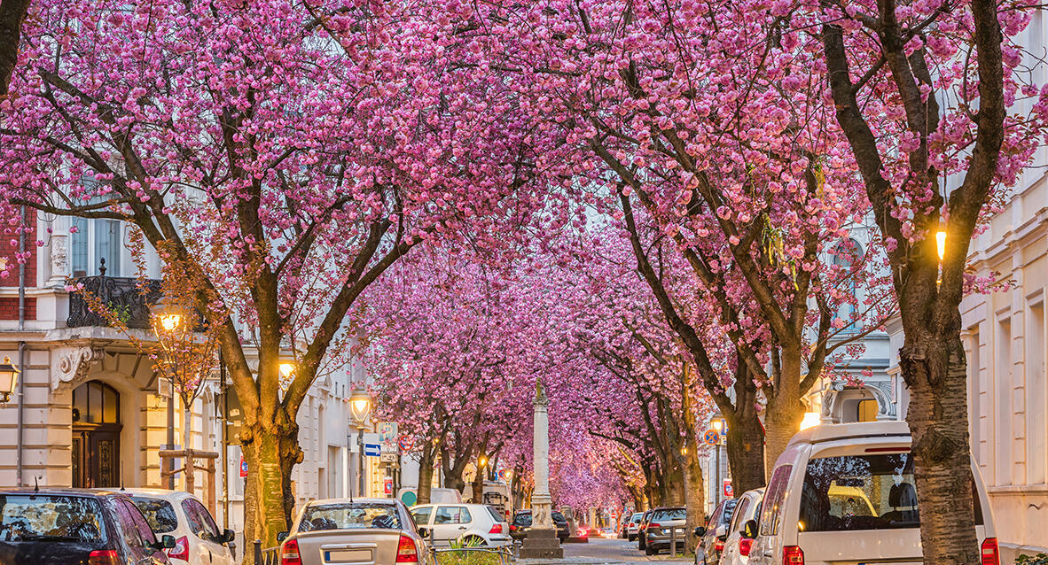 פוטו רחובות ייחודים cherry blossom avenue bonn גרמניה  