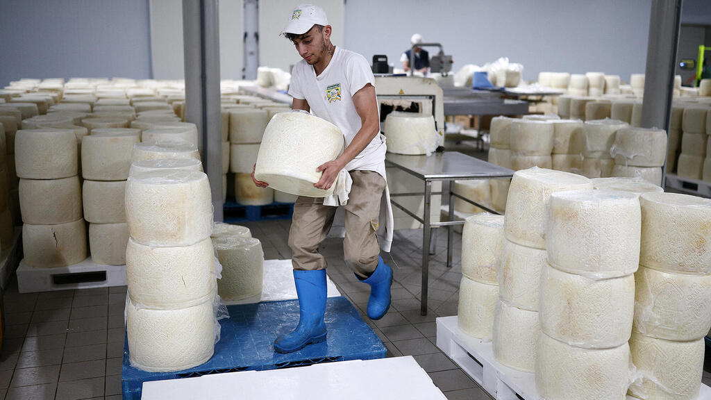 מפעל גבינות פקורינו רומנו ב איטליה