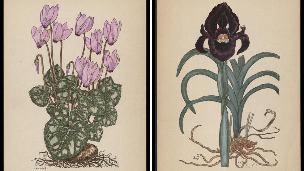 פנאי ציורים של רות קופל