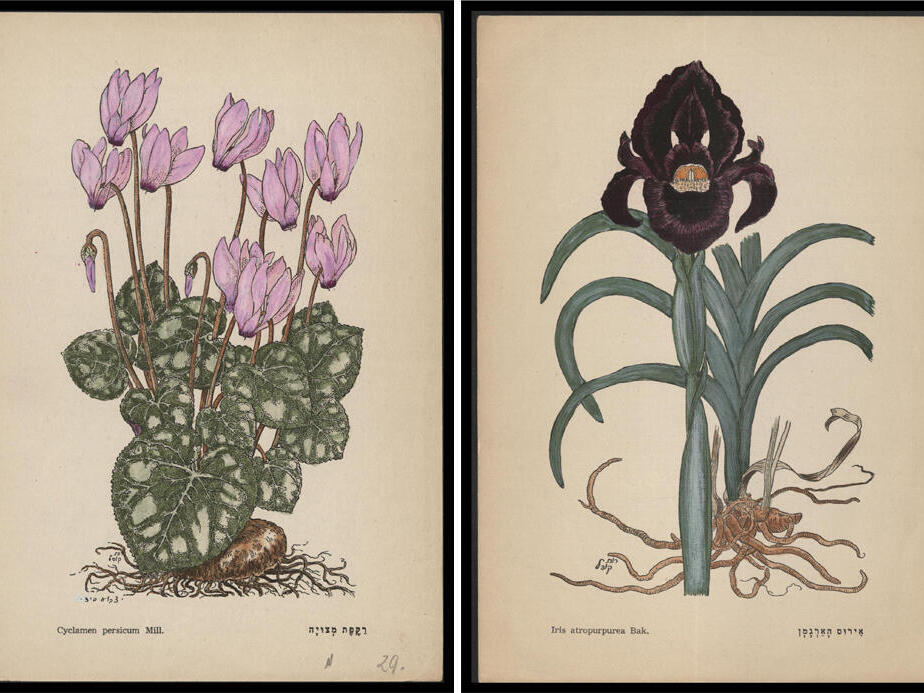 ציורים של רות קופל. בתערוכה מוצגים בפעם הראשונה האיורים המקוריים (צילומים: הספרייה הלאומית) פנאי ציורים של רות קופל