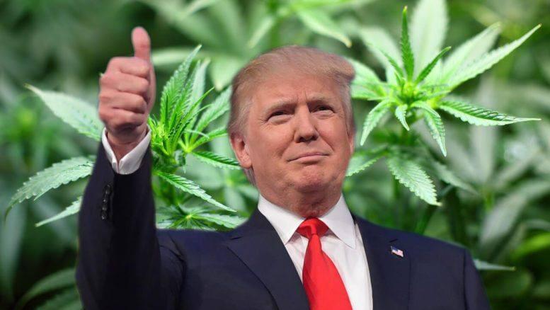 נשיא ארה"ב דונלד טראמפ על רקע קנאביס מריחואנה