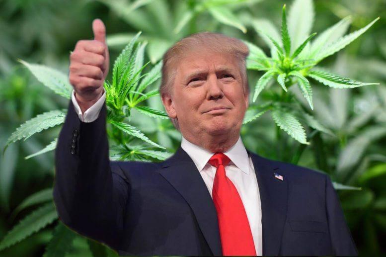 נשיא ארה"ב דונלד טראמפ על רקע קנאביס מריחואנה