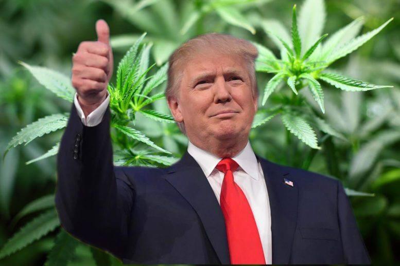 נשיא ארה"ב דונלד טראמפ על רקע קנאביס מריחואנה