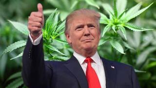 נשיא ארה"ב דונלד טראמפ על רקע קנאביס מריחואנה
