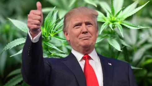 דיווח: טראמפ צפוי להודיע היום על הקלה דרמטית במדיניות הקנאביס בארה"ב
