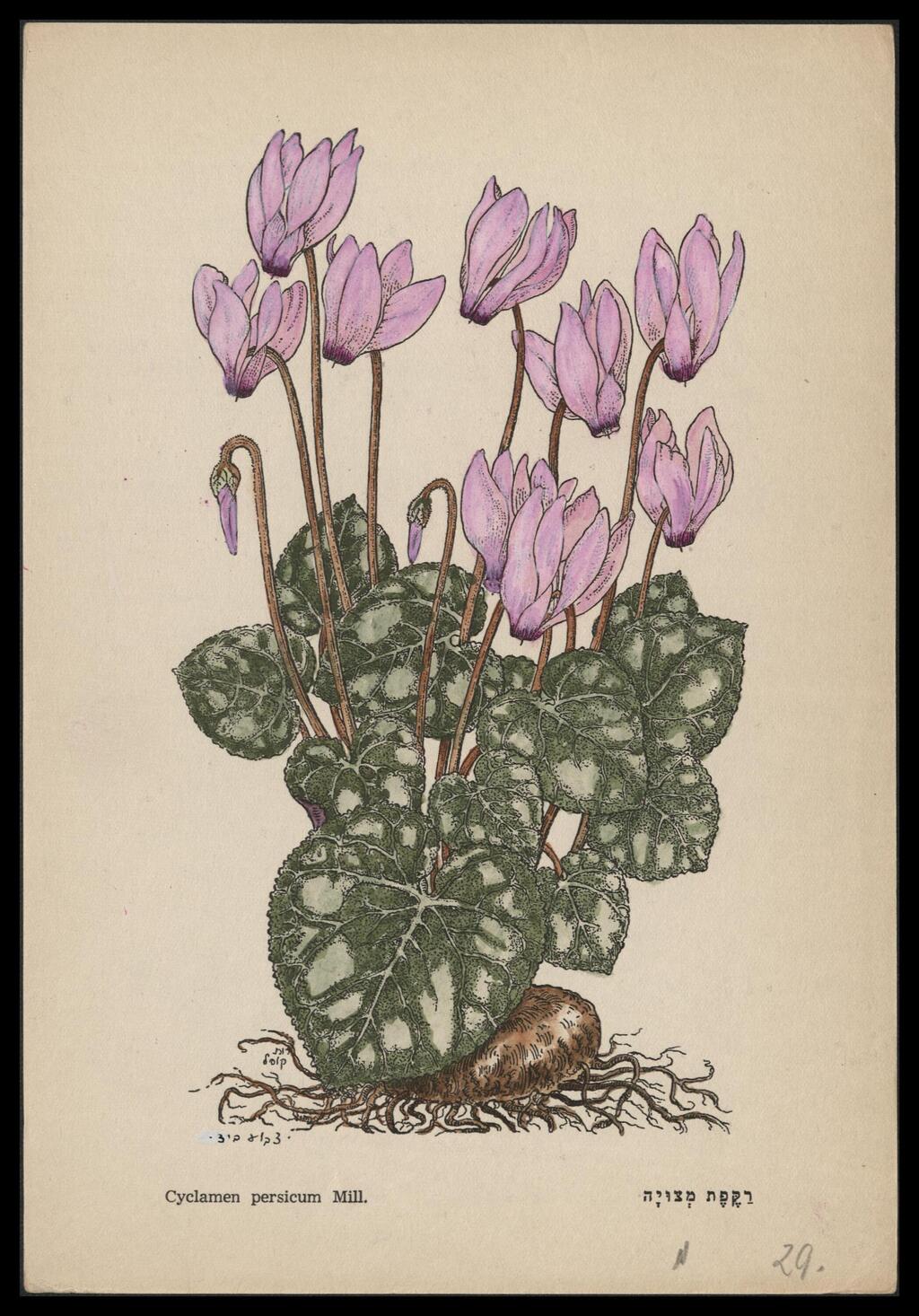 רות קופל. רקפת (צילום: הספרייה הלאומית ירושלים) רות קופל. רקפת