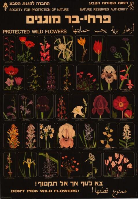 פרחי בר מוגנים. כרזה בעיצוב דני קרמן (צילום: הספרייה הלאומית ירושלים) פרחי בר מוגנים. כרזה בעיצוב דני קרמן