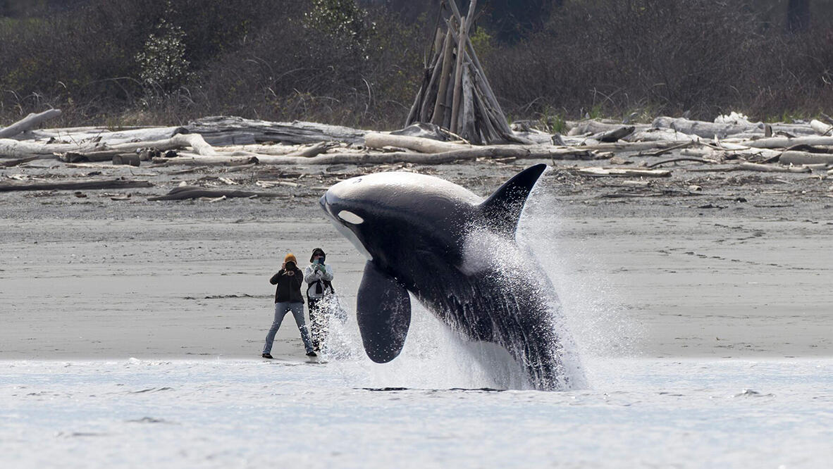 פוטו תחרות צילום בים אורקה בחוף