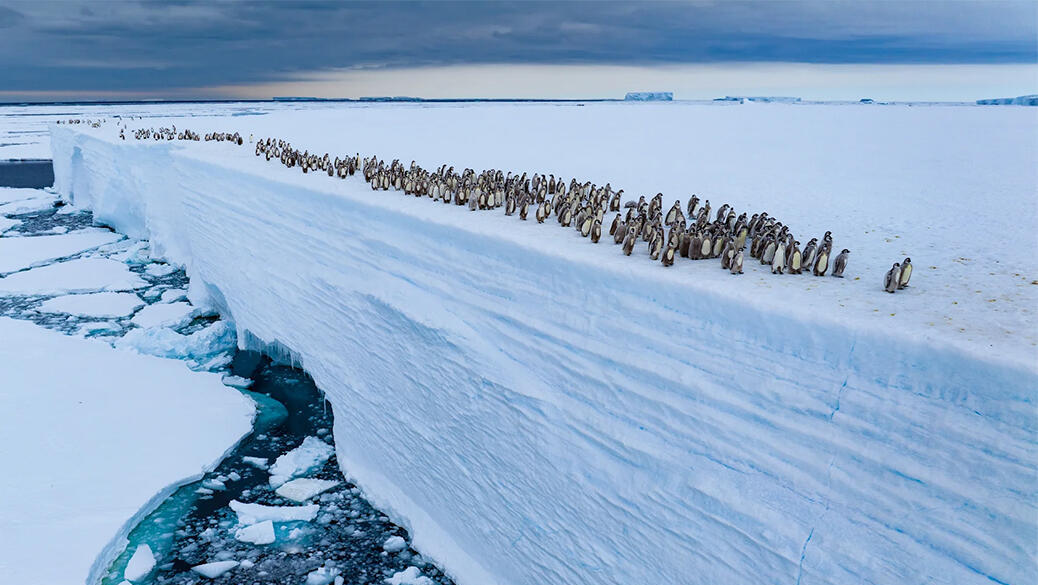 פוטו תחרות צילומי חיות בר פינגווינים 