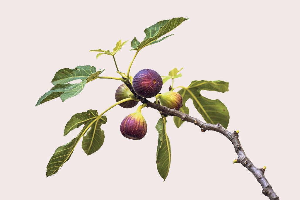 פנאי תאנה תאנים