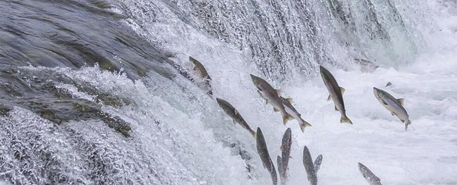 תמונת AI דגי סלמון