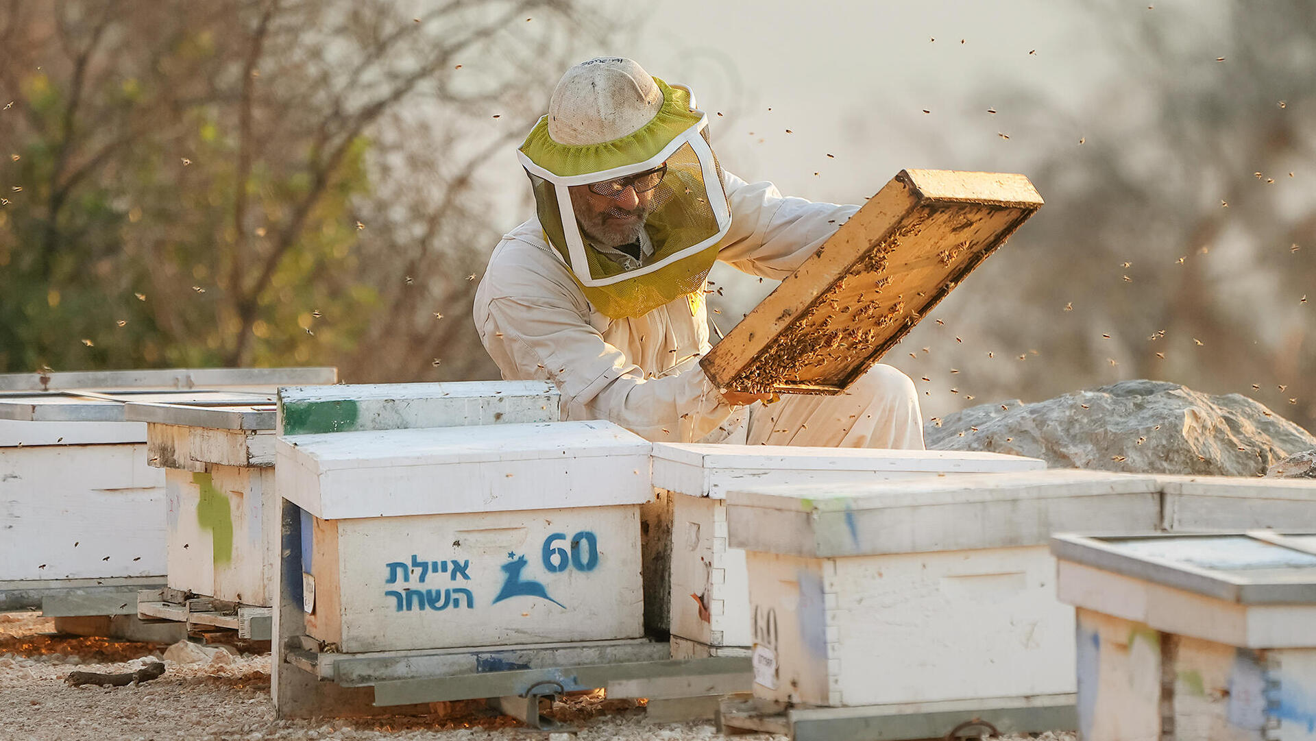 הדבוראי אהוד הלוי רודה דבש כוורות ב איילת השחר פנאי