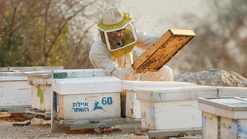 הדבוראי אהוד הלוי רודה דבש כוורות ב איילת השחר פנאי