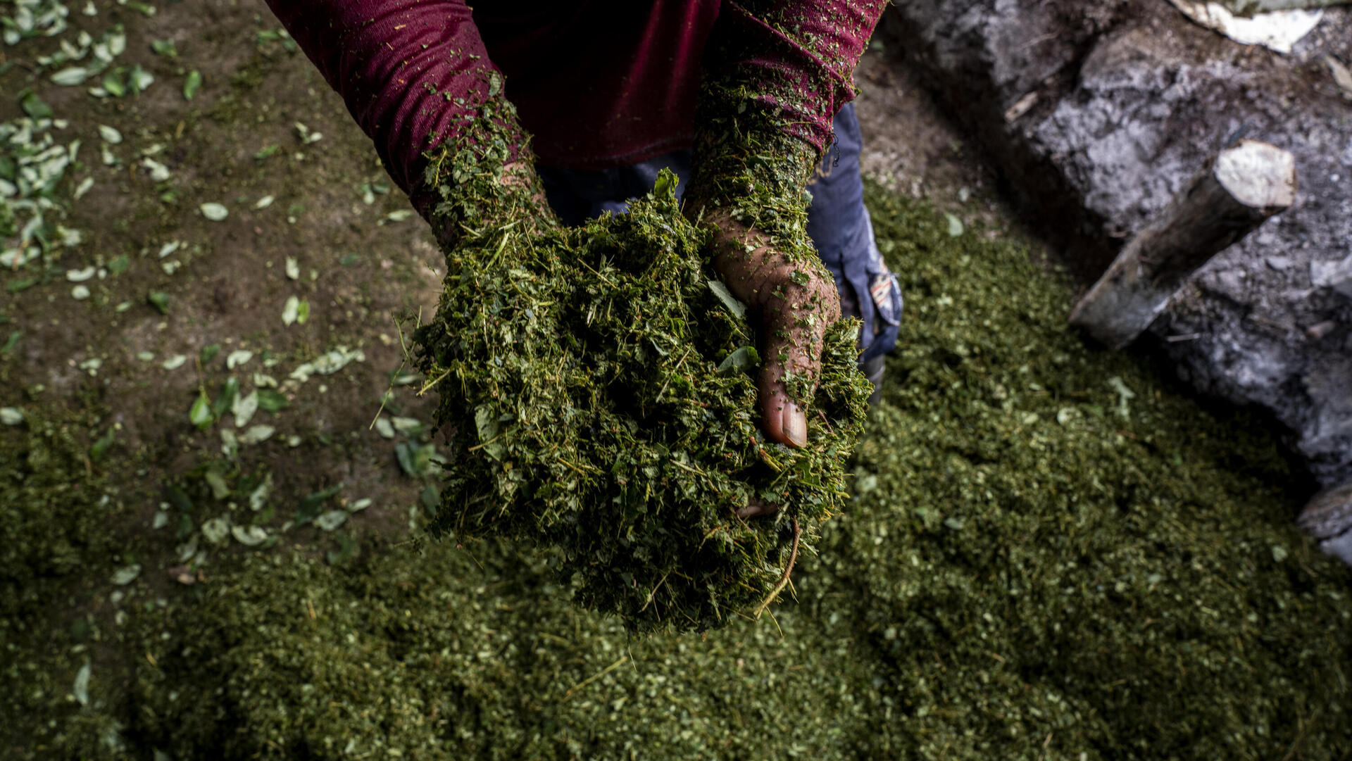 צמח ה קוקה ממנו מפיקים קוקאין סמים סם