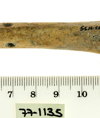 חליל עשוי עצם מתקופת "ברזל ב" שנמצא בהזורע. אבל מי יסביר מה זה "ברזל ב"?