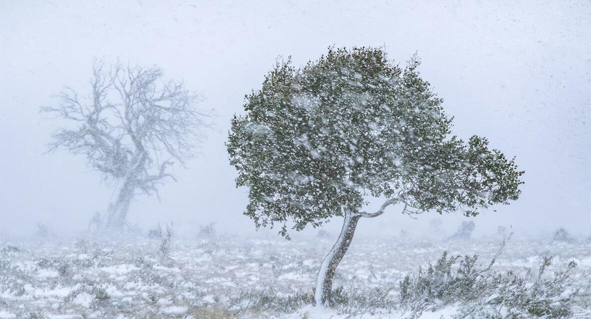 פוטו תחרות צילומי נוף 2025 עץ ושלג