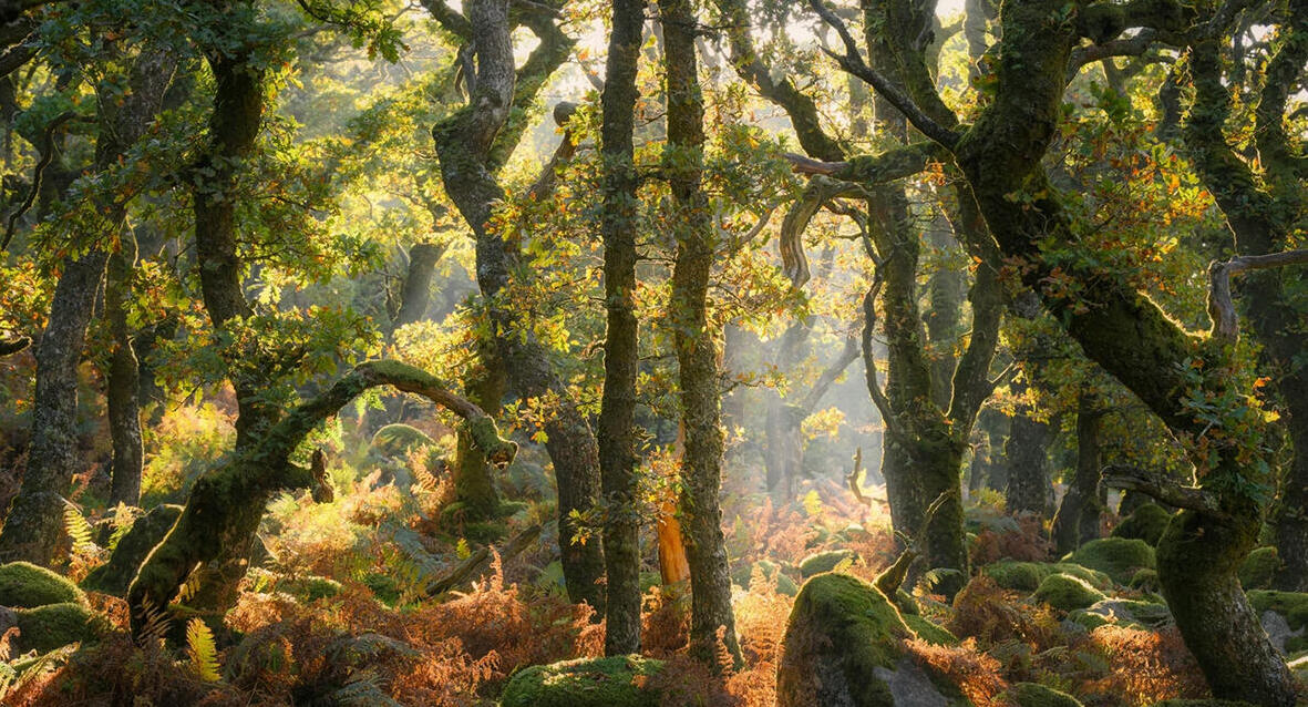 פוטו תחרות צילומי נוף 2025 עולם היורה 