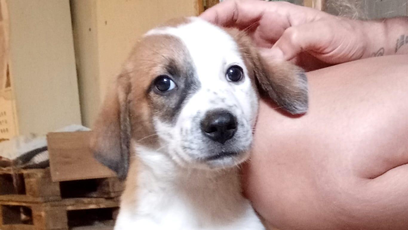 חגיגת האימוץ הגדולה בישראל חוזרת: מעל 100 כלבים מחפשים בית