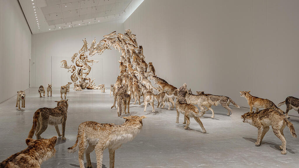 מתוך תערוכת הפתיחה במוזיאון החדש של נאושימה עבודה של האמן הסיני צ'אי גואו־צ׳יאנג ובה פוחלצים של 99 זאבים פנאי