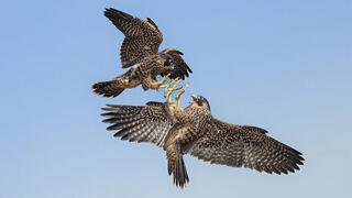 תחרות צילומי ציפורים 2025 בזים, צילום: David Clark