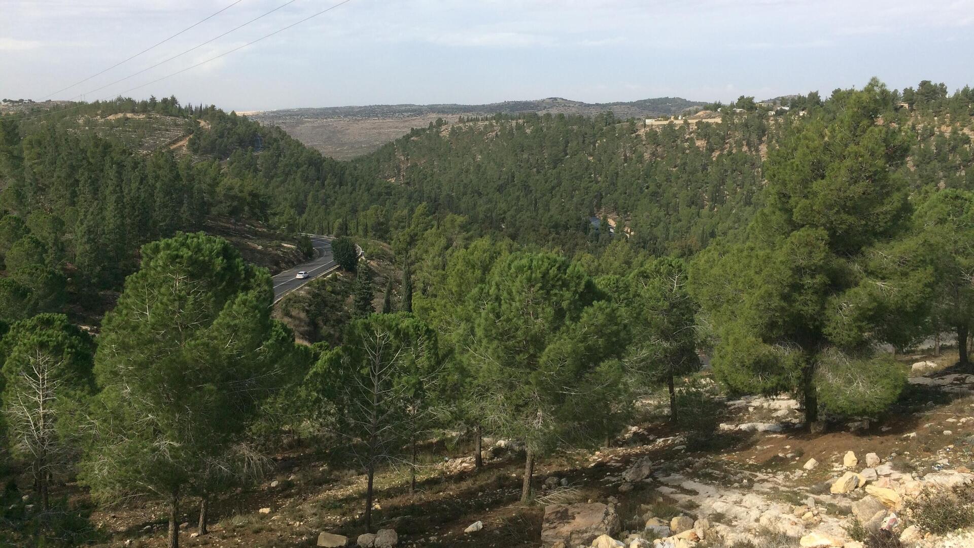 מבט כללי על היישוב גבעות והיער סביבו מכביש 367 גוש עציון  11 בנובמבר 2018