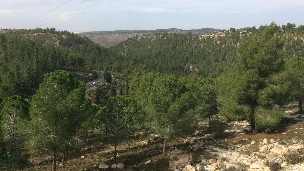 גבעות (צילום: Davcza via Wikimedia Commons) מבט כללי על היישוב גבעות והיער סביבו מכביש 367 גוש עציון 11 בנובמבר 2018