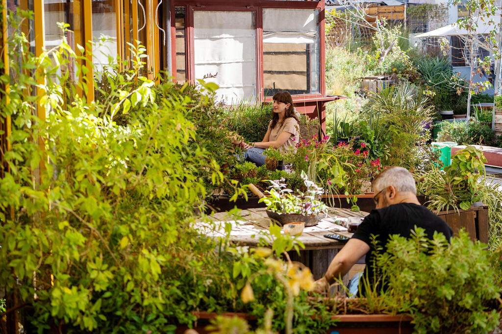 גג ירוק בבבניין כלל בירושלים (צילום: שלו שלום) מגזין נדל"ן 2025 - גג ירוק של קהילת מוסללה ב בניין כלל ירושלים