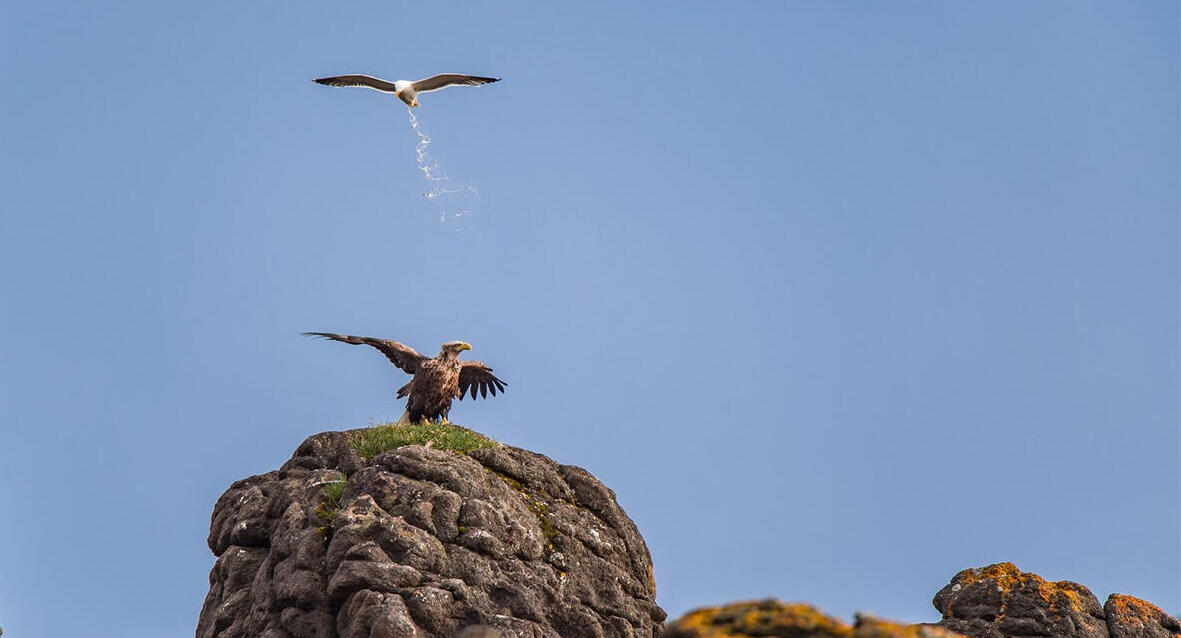 פוטו תמונות מצחיקות מהטבע שומר על טריטוריה