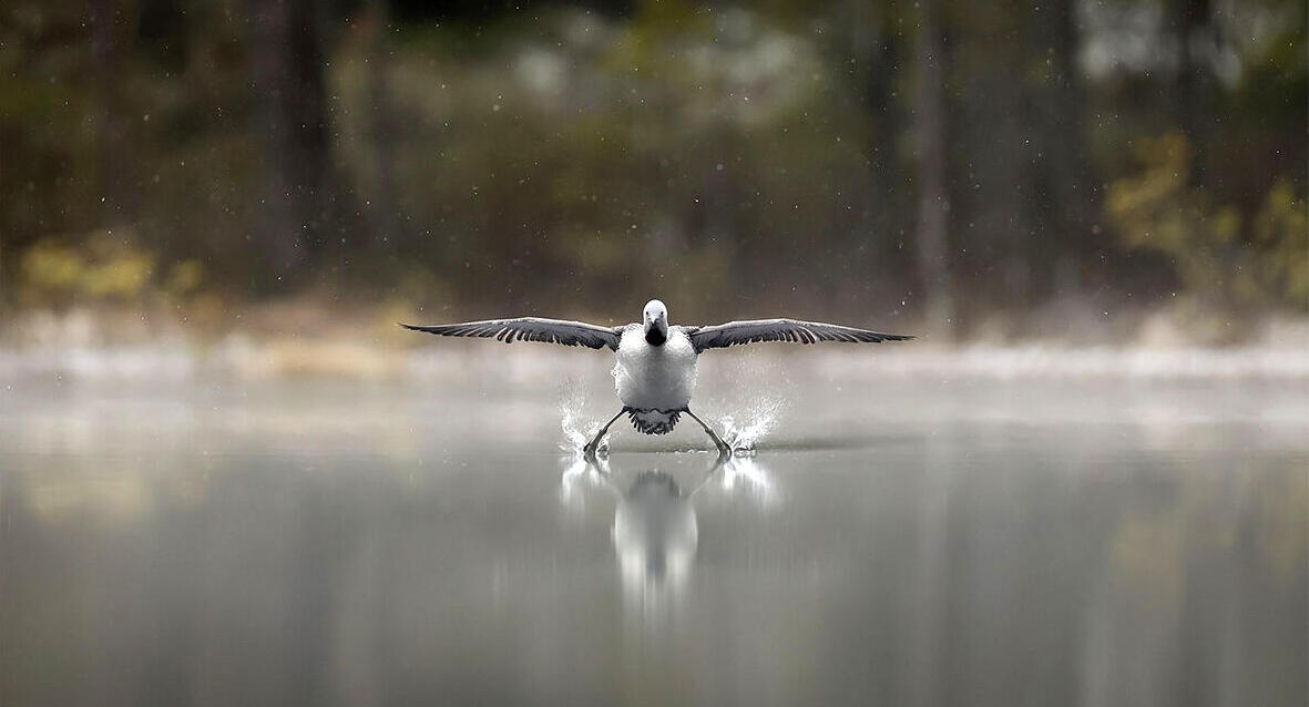 פוטו תמונות מצחיקות מהטבע נחיתה