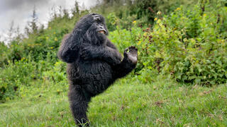 פוטו תמונות מצחיקות מהטבע גורילה, צילום: Meth Cohn