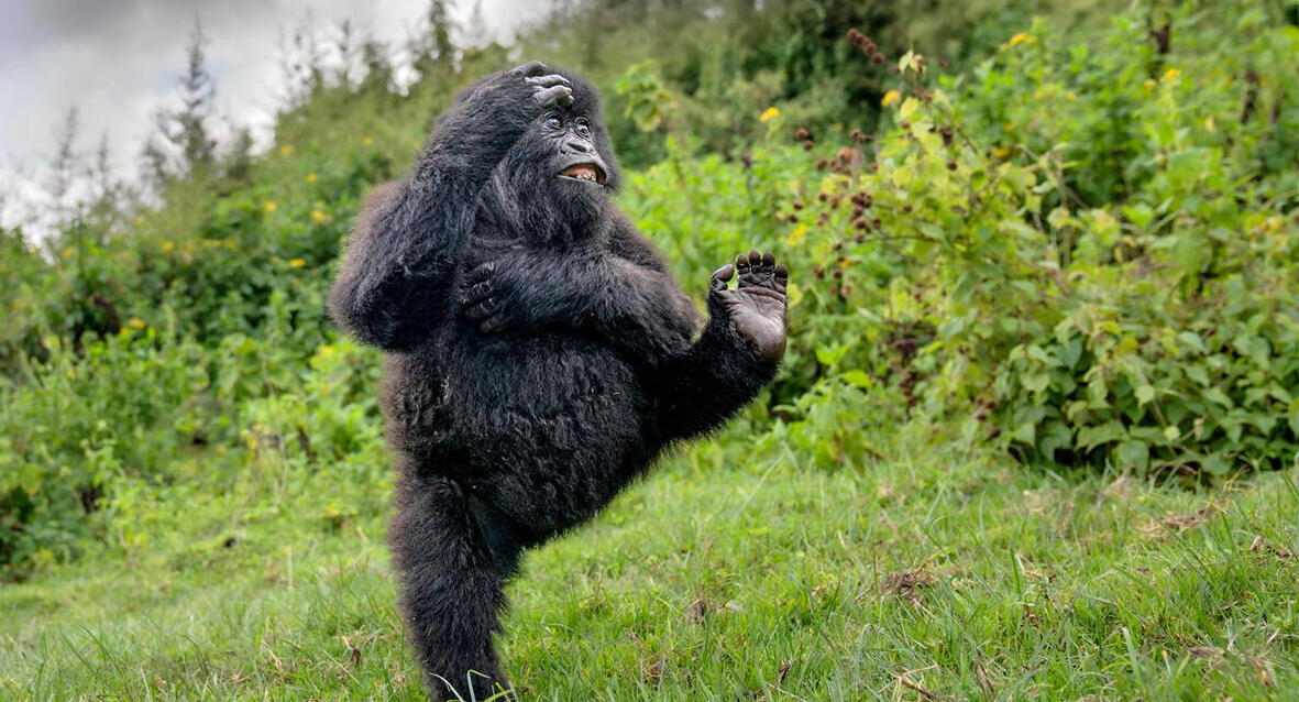 פוטו תמונות מצחיקות מהטבע גורילה