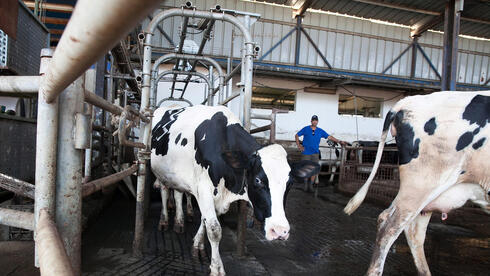 צילום: אוראל כהן הסעיף הדרמטי בחוק החלב: האוצר מוזיל את החלב הגולמי ב־15% כדי לדחוק רפתנים החוצה