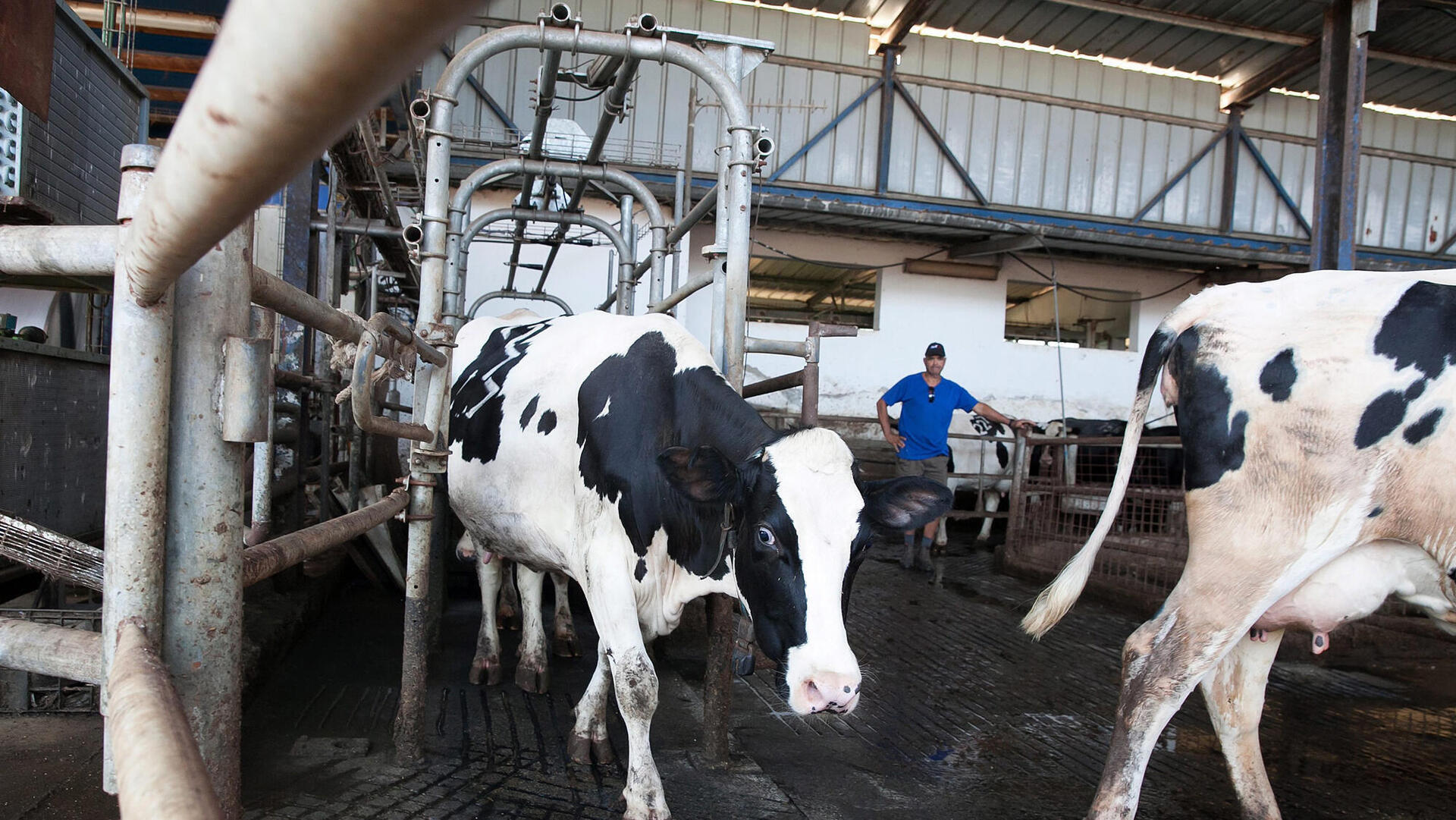 רפת רובוטית scr ב כפר ויתקין