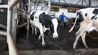 רפת רובוטית scr ב כפר ויתקין