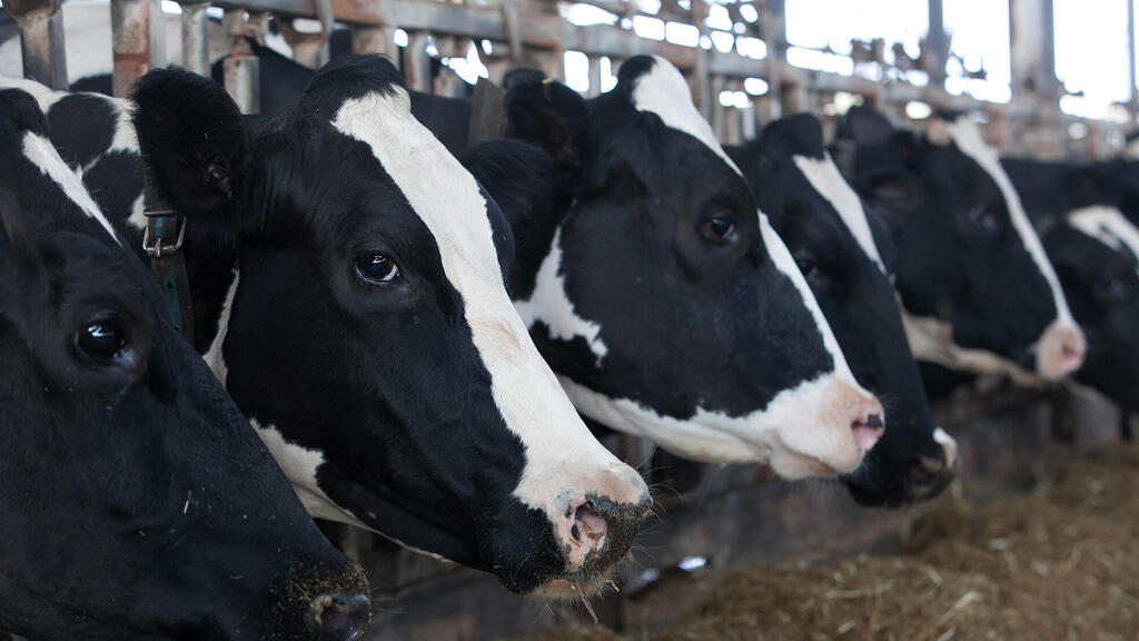 רפת רובוטית scr ב כפר ויתקין
