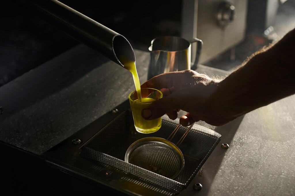 מסיק זיתים של ריש לקיש בית הבד בציפורי פנאי