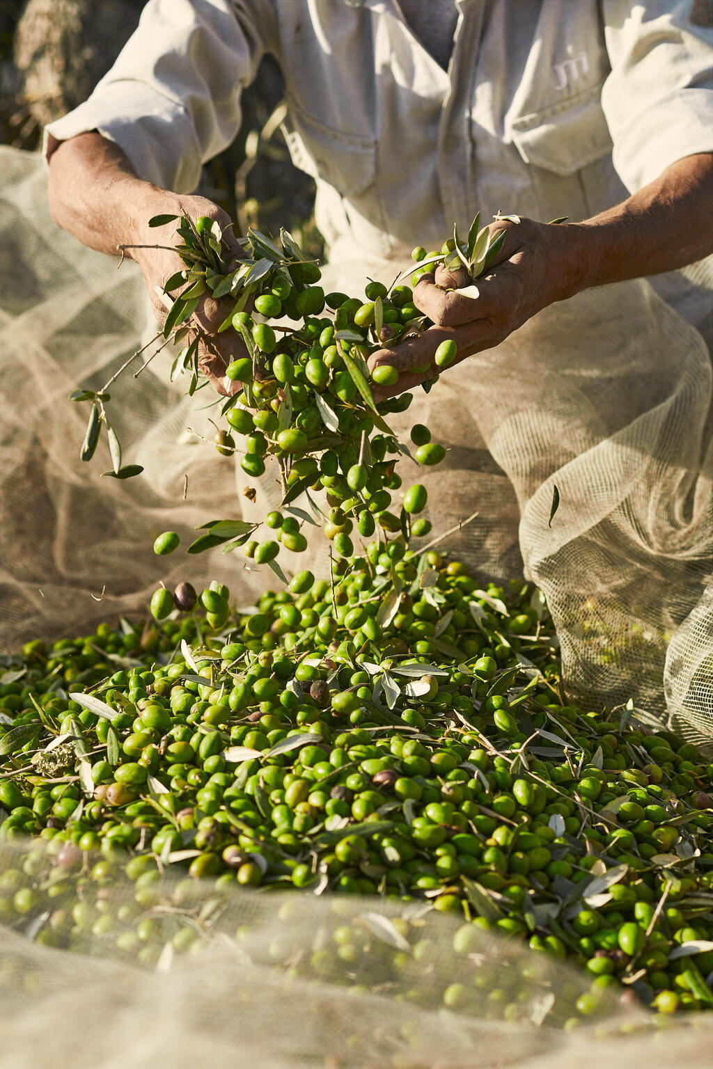 מסיק זיתים של ריש לקיש בית הבד בציפורי פנאי