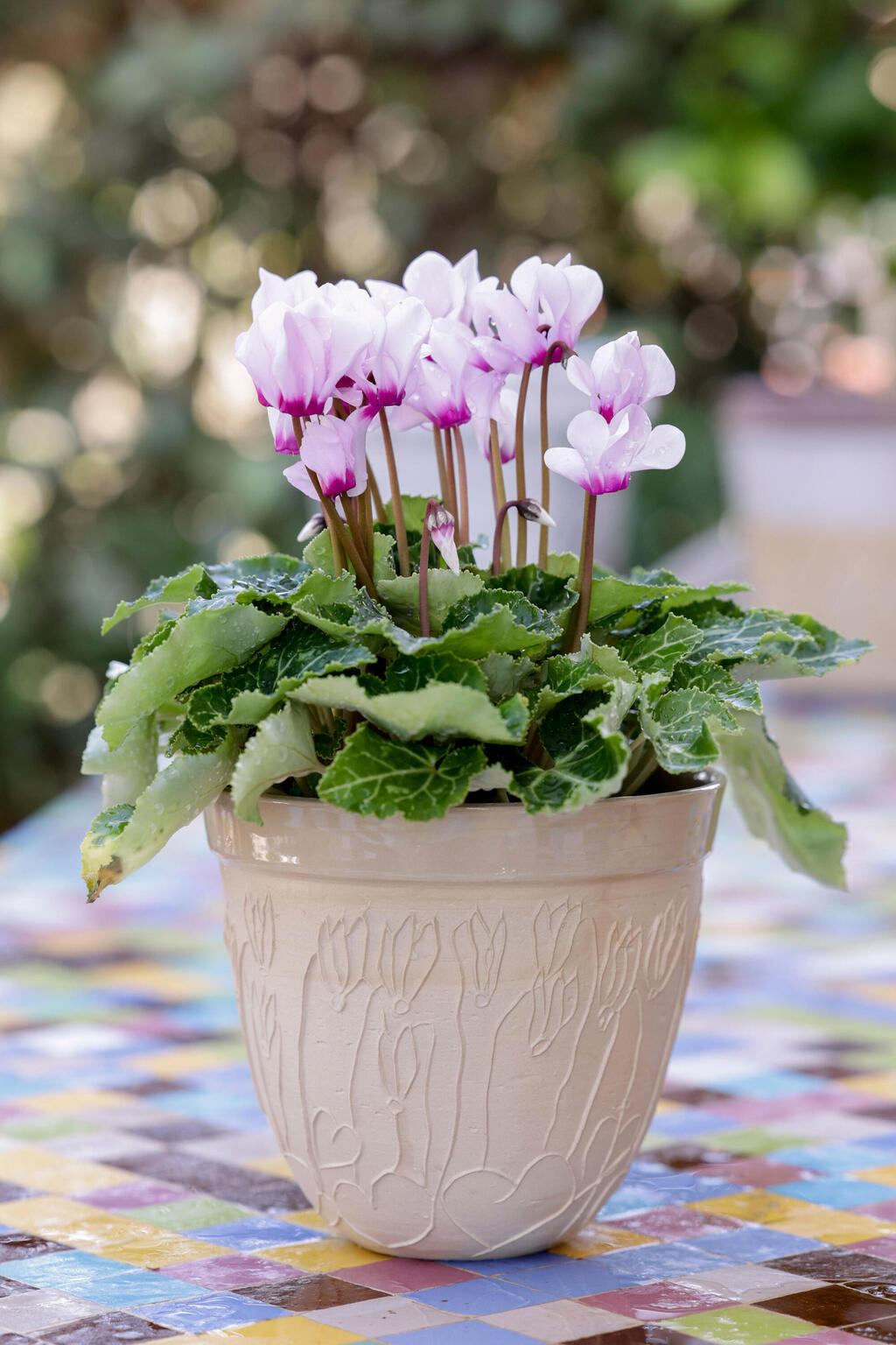 עציץ רקפות של המעצבת נורית קריב (צילום: אוראל כהן) פנאי עציץ רקפות של המעצבת נורית קריב רקפת נחמדת מאוד