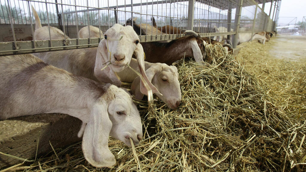 צאן עז עזים חוות עז עיז בכפר מנחמיה