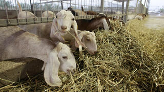צאן עז עזים חוות עז עיז בכפר מנחמיה